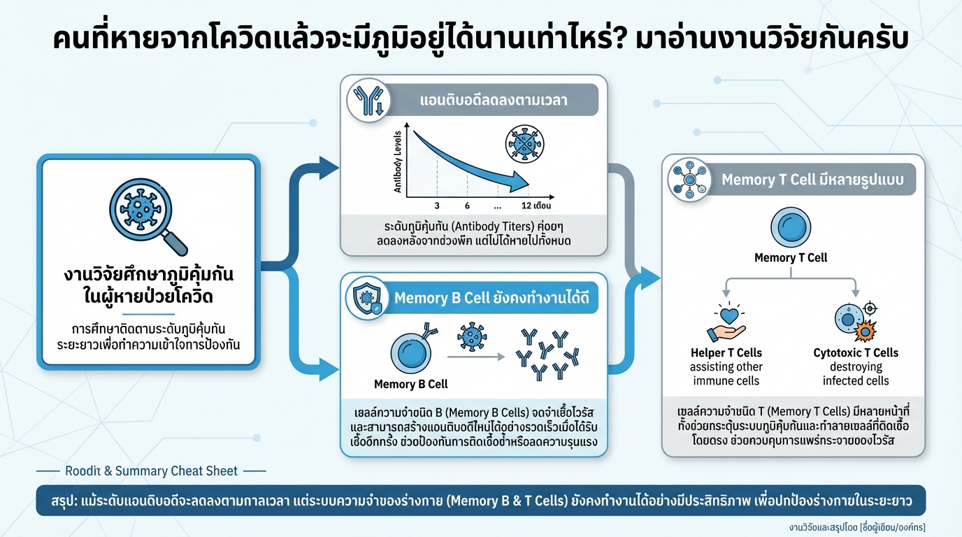 ภูมิคุ้มกันหลังหายโควิด: งานวิจัยเผยอยู่ได้นานแค่ไหน?